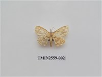 藏品(尺蛾57)的圖片